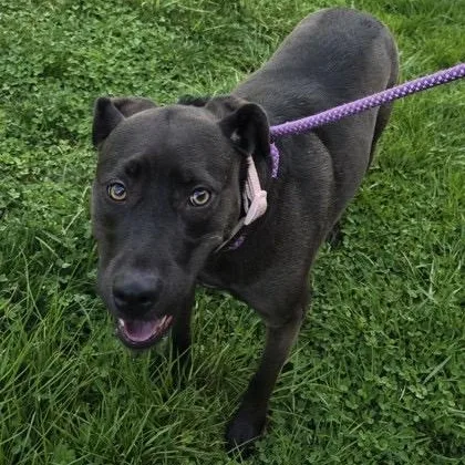 An adult medium-sized female Labrador Retriever dog named Umbreon for adoption in Philadelphia, PA