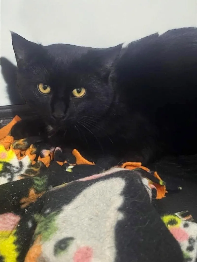 An adult medium-sized male Black Domestic Short Hair cat named Moe for adoption in Champaign, IL