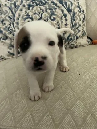 A baby small-sized female Mixed Breed dog named Lottie for adoption in Cumming, GA