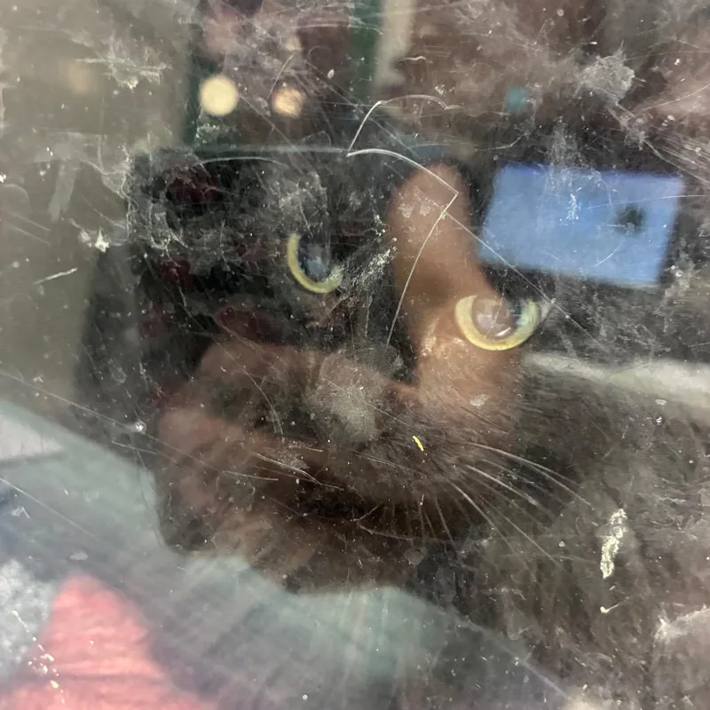 A senior extra large-sized male Black Domestic Medium Hair cat named Merlin for adoption in Reno, NV