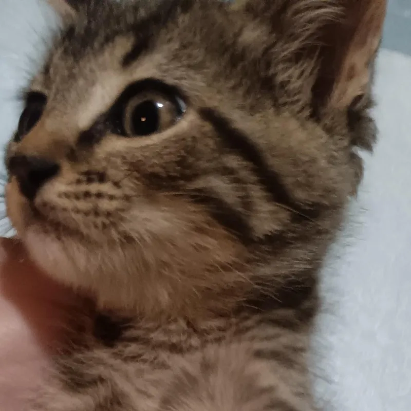 A baby small-sized male Brown / Chocolate Domestic Short Hair cat named Loki for adoption in Marion, IL