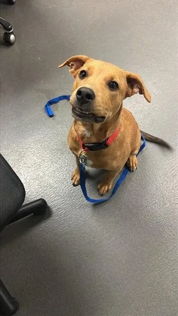 A baby medium-sized male Labrador Retriever dog named Knox for adoption in Corpus Christi, TX