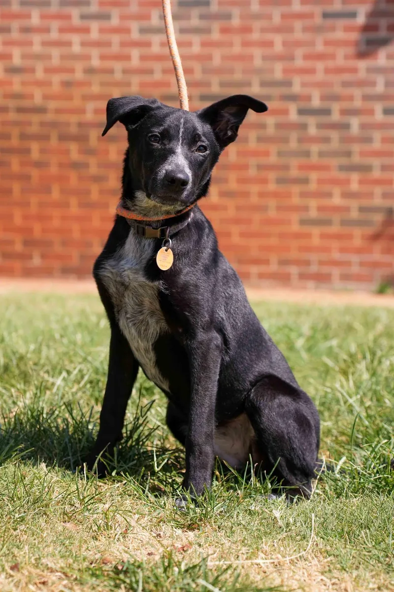 A young medium-sized male Pointer dog named Cinch for adoption in Stillwater, OK