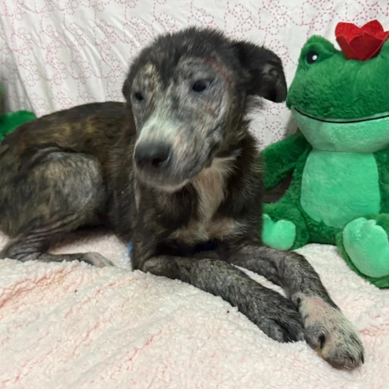A young small-sized female Brindle Mixed Breed dog named Baylor for adoption in Monroeville, AL