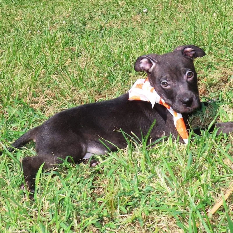 A baby medium-sized male Black Pit Bull Terrier dog named Bruiser D for adoption in Minnetonka, MN