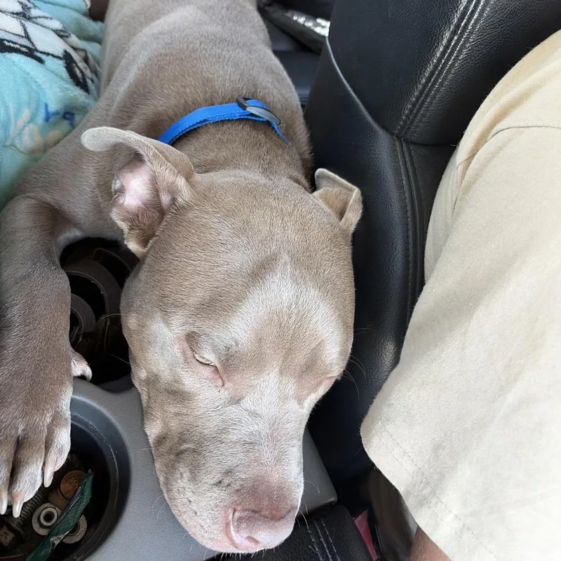 A young medium-sized male Brown / Chocolate Pit Bull Terrier dog named Found Stewartville for adoption in Rochester, MN