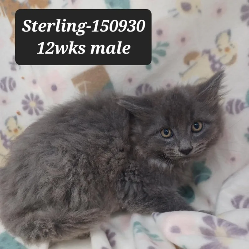 A baby small-sized male Domestic Medium Hair cat named Sterling for adoption in New Tazewell, TN