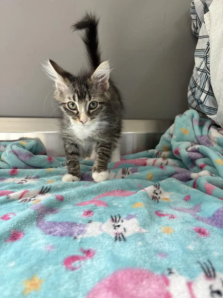 A baby small-sized male Domestic Short Hair cat named Dill for adoption in Dickson, TN
