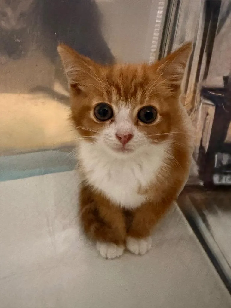 A baby small-sized female Domestic Short Hair cat named Selene Moss for adoption in Newnan, GA