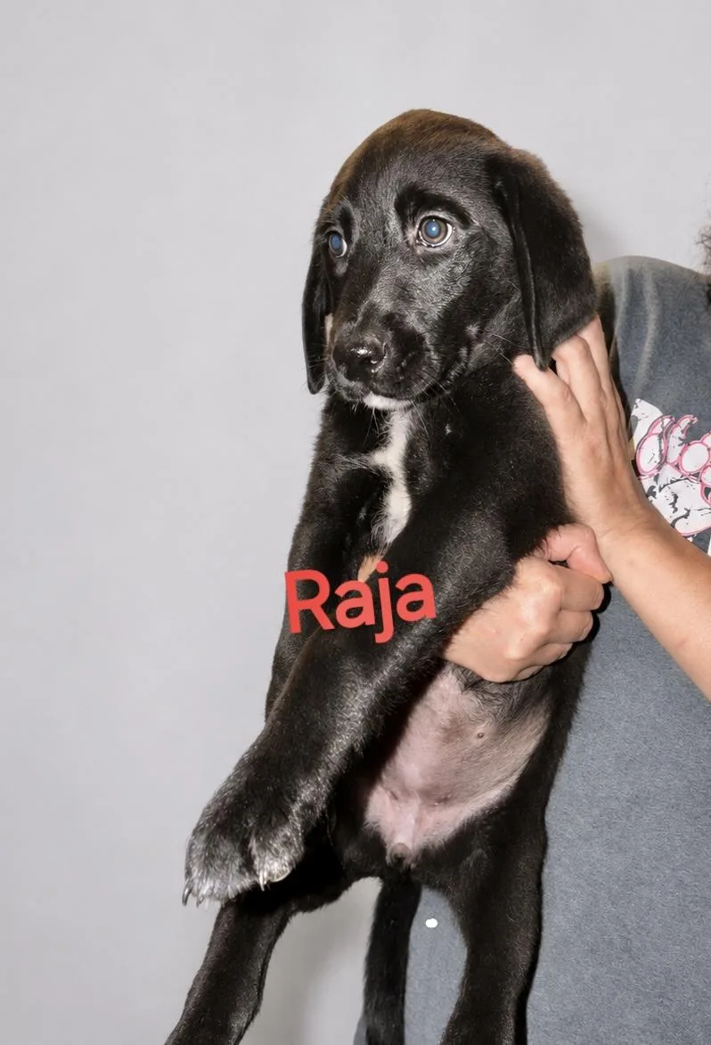 A baby large-sized female Labrador Retriever dog named Raja for adoption in Manchester, CT
