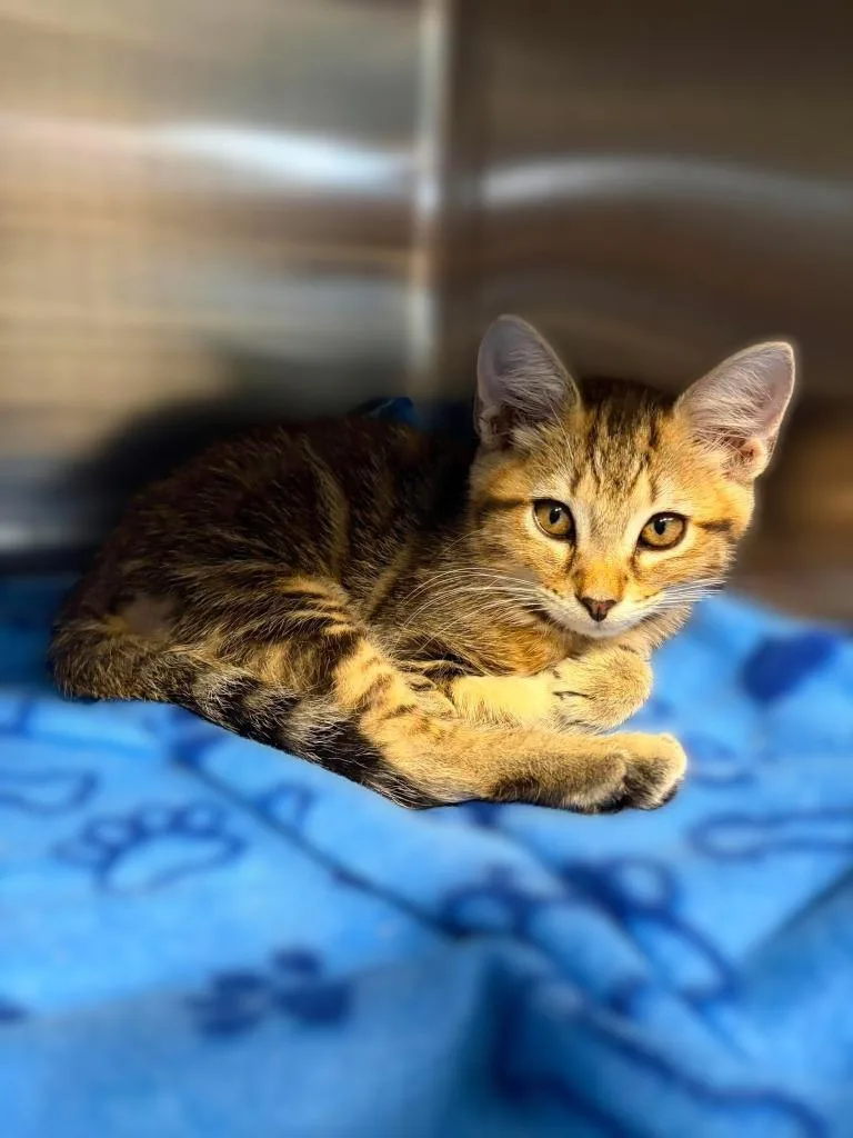 A baby small-sized male Domestic Short Hair cat named Niles for adoption in Sebastian, FL