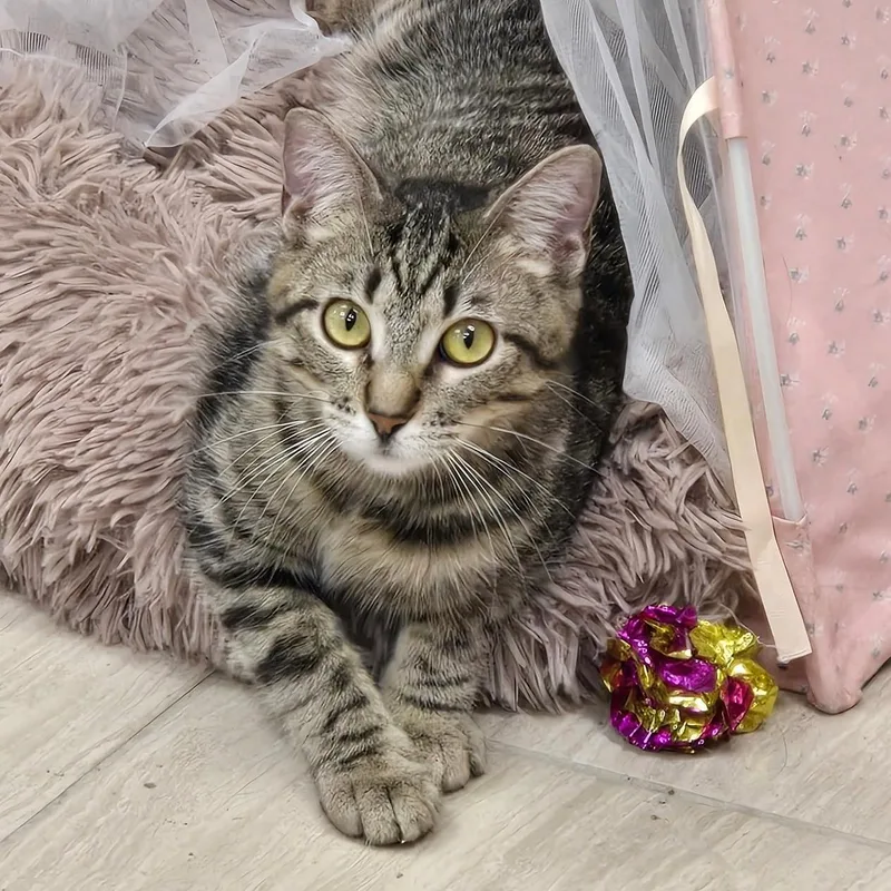 A young medium-sized female Domestic Short Hair cat named Forest for adoption in Kerrville, TX