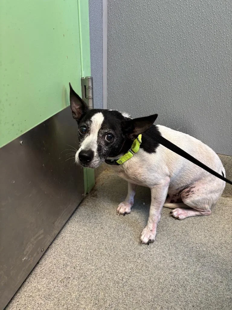 A senior medium-sized male Jack Russell Terrier dog named Bam Bam for adoption in Bloomington, IN