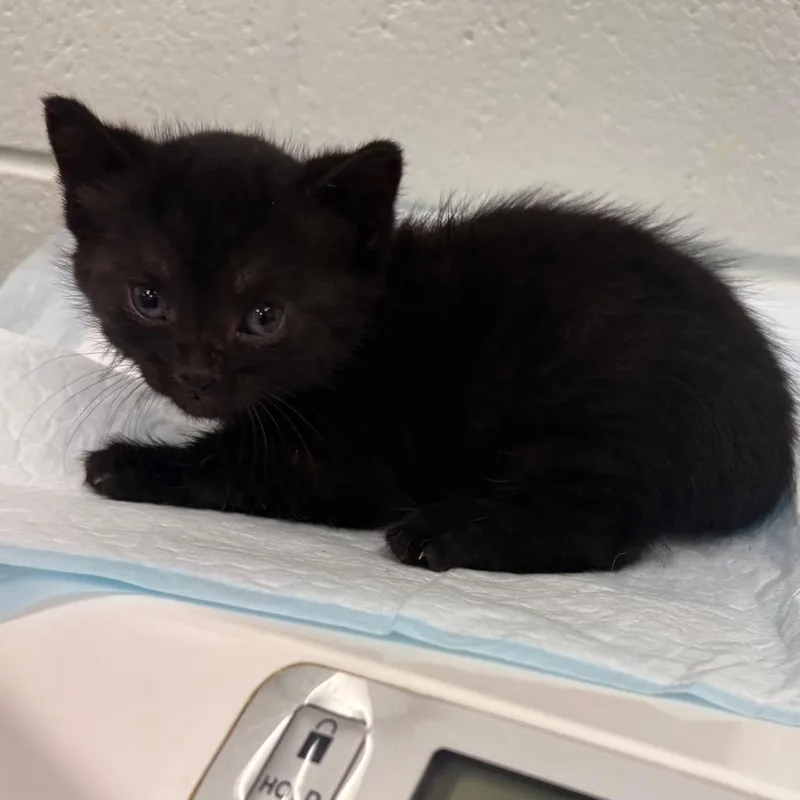 A baby small-sized male Black Domestic Short Hair cat named Basin for adoption in Chattanooga, TN