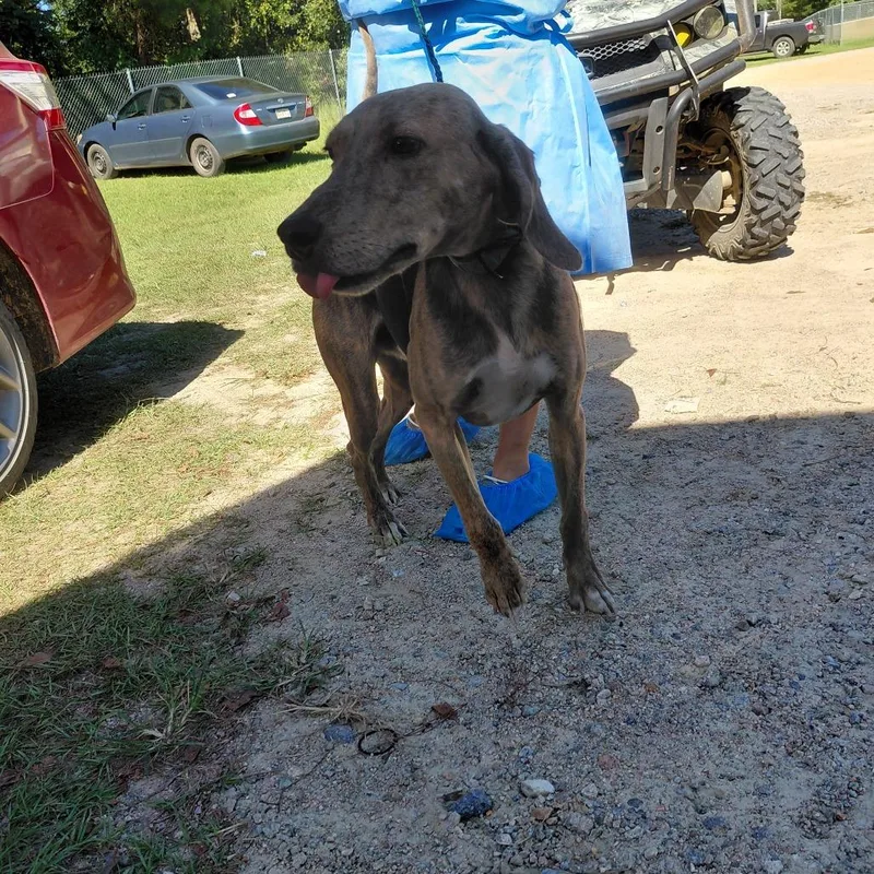 An adult medium-sized male Coonhound dog named Tracker for adoption in LOXAHATCHEE, FL