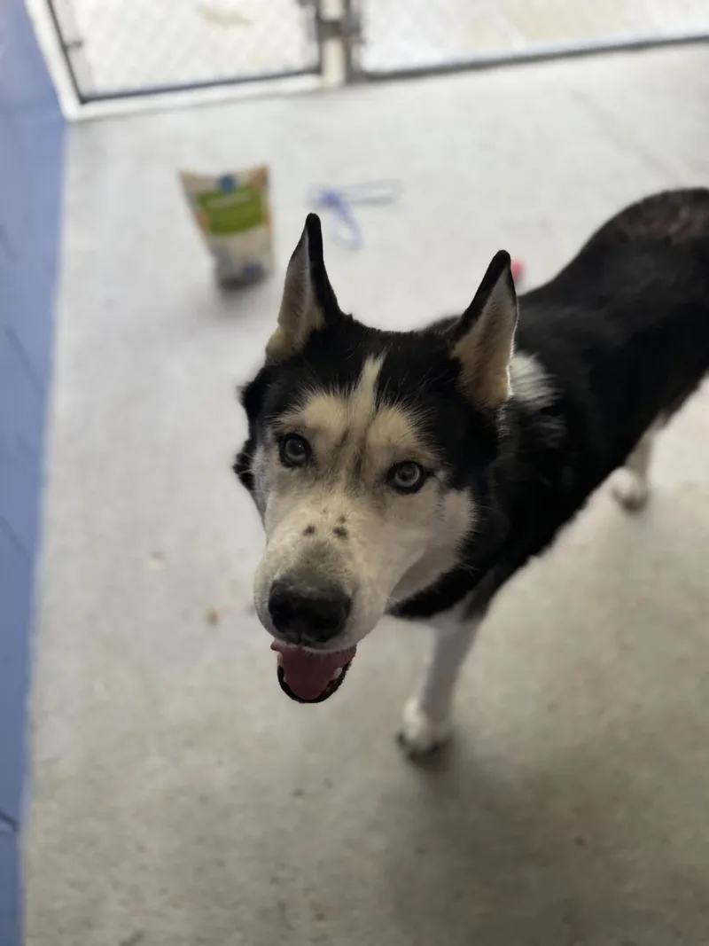 A senior large-sized male Black Husky dog named Brunoo for adoption in Leitchfield, KY