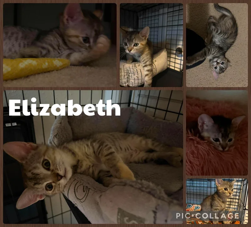 A baby small-sized female Tabby (Buff / Tan / Fawn) Domestic Short Hair cat named Elizabeth for adoption in Newberg, OR