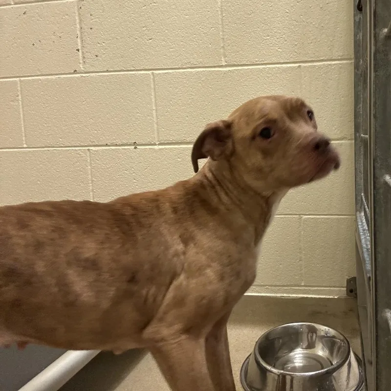 An adult medium-sized female Brown / Chocolate Mixed Breed dog named G. Harrison for adoption in Asheville, NC