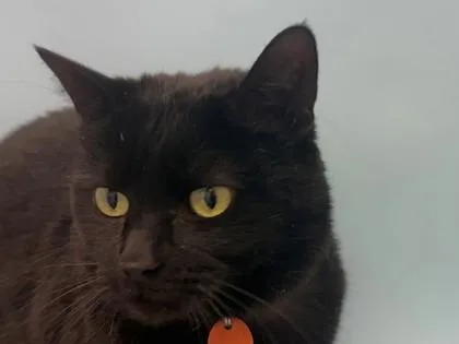 An adult small-sized female Domestic Medium Hair cat named Luna for adoption in Woodbury, MN