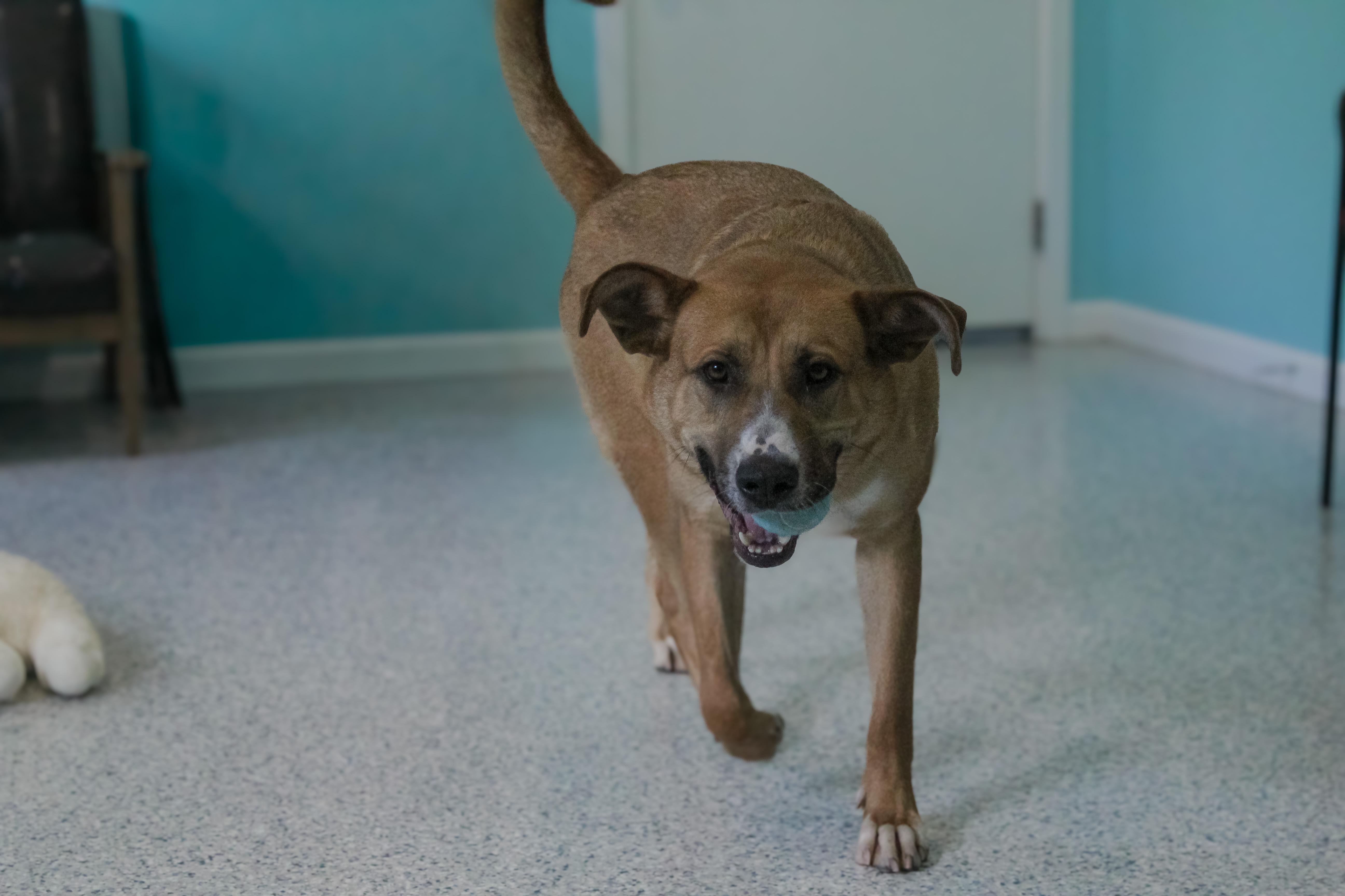 An adult large-sized male Brown / Chocolate German Shepherd Dog dog named Hank for adoption in Hutchinson, MN