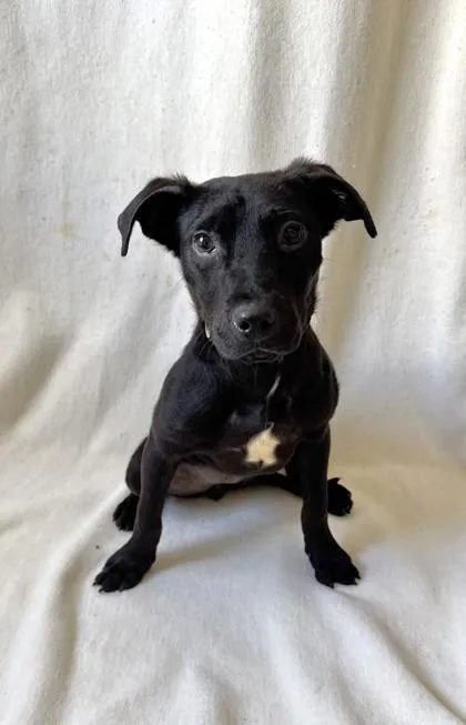 An adult medium-sized female Labrador Retriever dog named Galette for adoption in Buffalo, MN