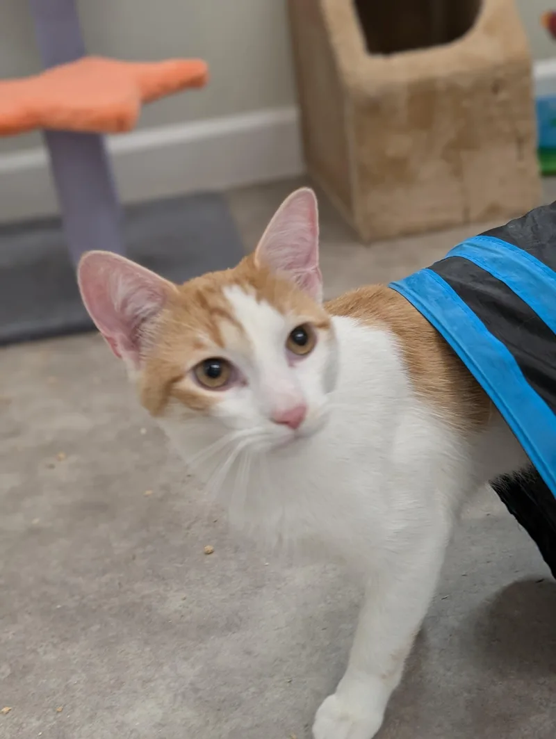 A young medium-sized male Orange & White Domestic Short Hair cat named Milo for adoption in Tilton, IL