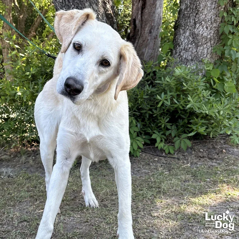A young large-sized female Labrador Retriever dog named Bella for adoption in Washington, DC