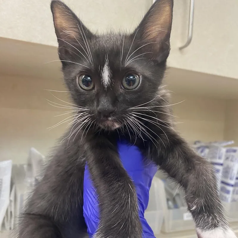 A baby small-sized male Black Domestic Short Hair cat named Shadow for adoption in Westminster, CA