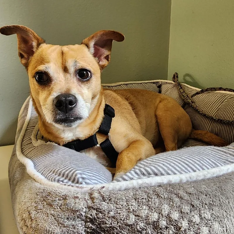 An adult small-sized male Red / Chestnut / Orange Chihuahua dog named Meeko for adoption in Austin, TX