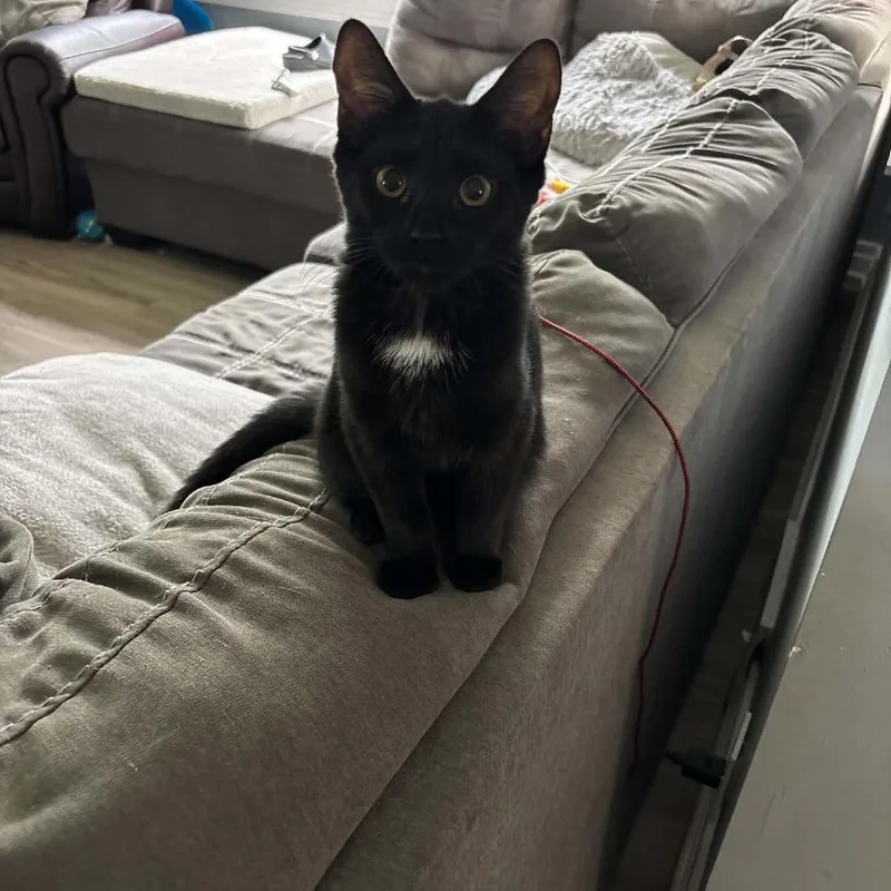 A baby small-sized female Black Domestic Short Hair cat named Bell ARC for adoption in Akron, NY