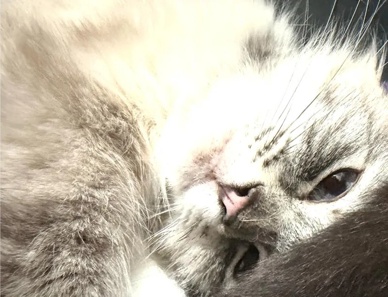 An adult medium-sized female Gray / Blue / Silver Siamese cat named Espresso for adoption in La Jolla, CA