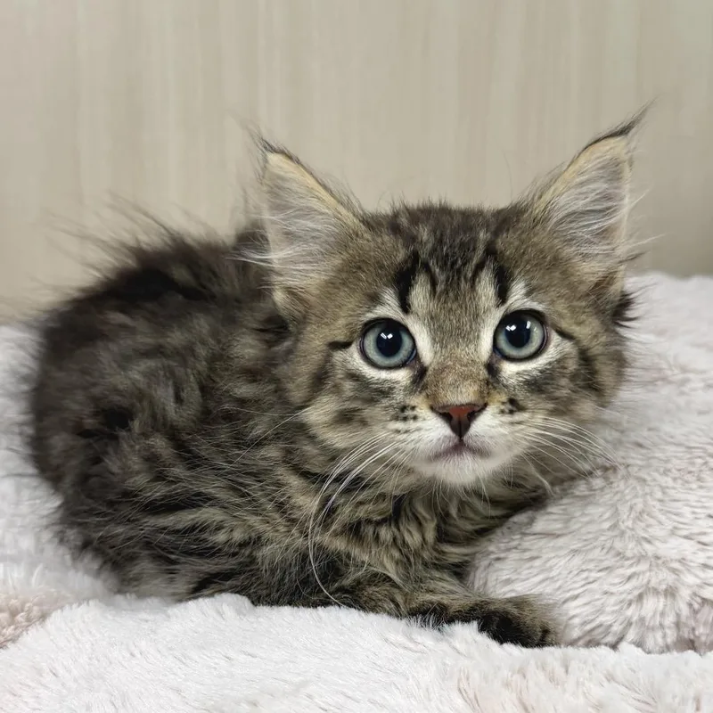 A baby small-sized female Buff / Tan / Fawn Domestic Long Hair cat named Bagheera for adoption in East Hampton, NY