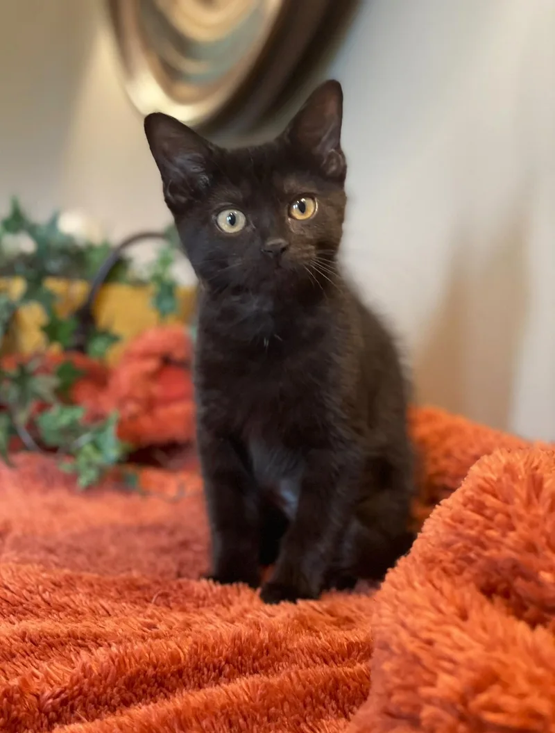 A baby medium-sized female Black Domestic Short Hair cat named Moose for adoption in Taylor, MI