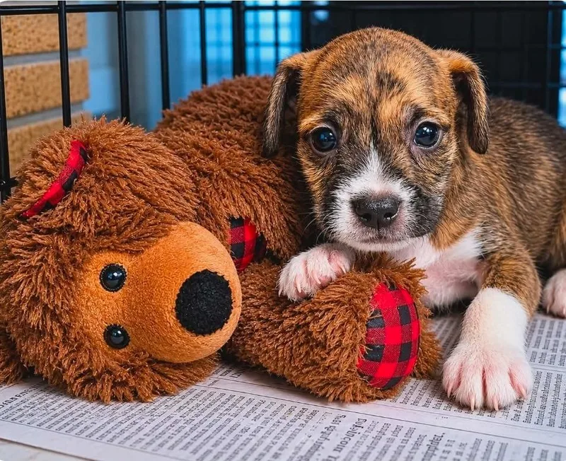 A baby medium-sized male Schnauzer dog named Otto Schnitzelfritz for adoption in El Dorado, AR