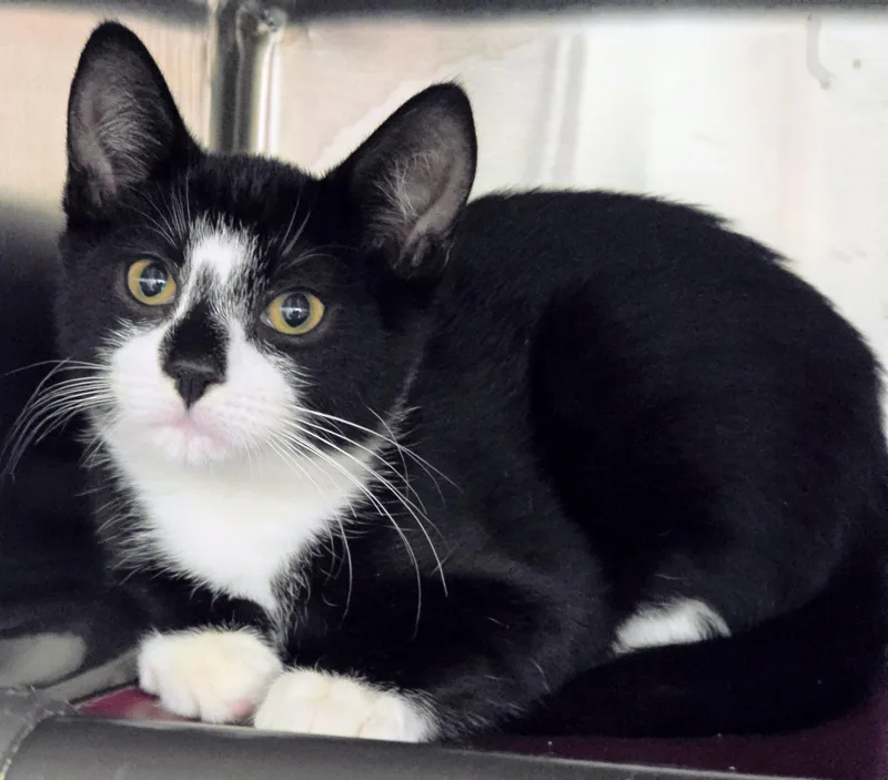 A baby large-sized male White Domestic Short Hair cat named Kiwi for adoption in Amityville, NY