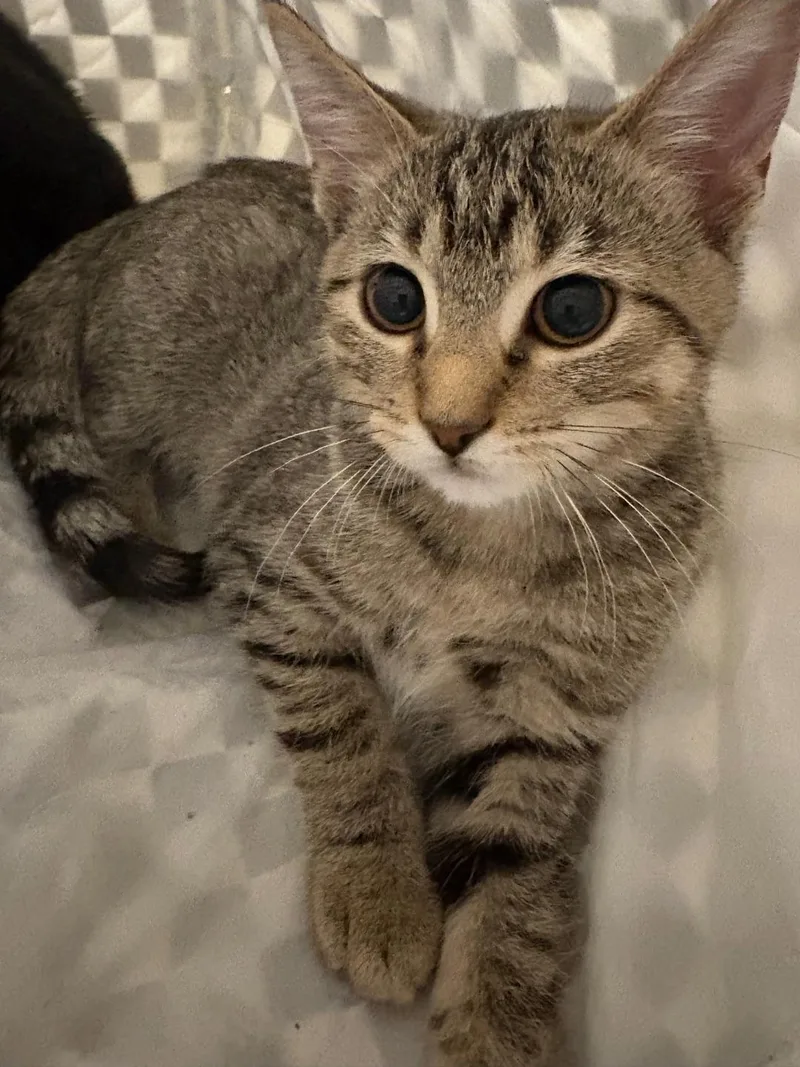 A baby medium-sized female Tabby (Brown / Chocolate) Domestic Short Hair cat named Lulu for adoption in Lincoln, NE