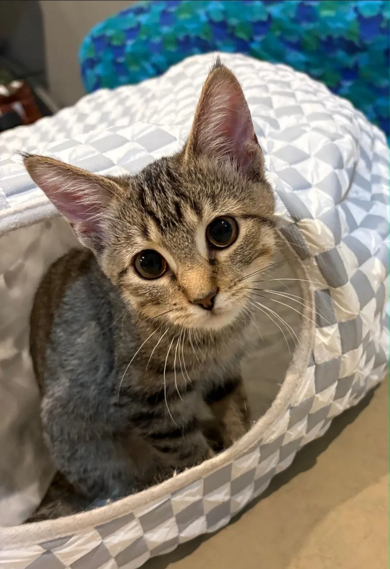 Lulu thumbnail 3