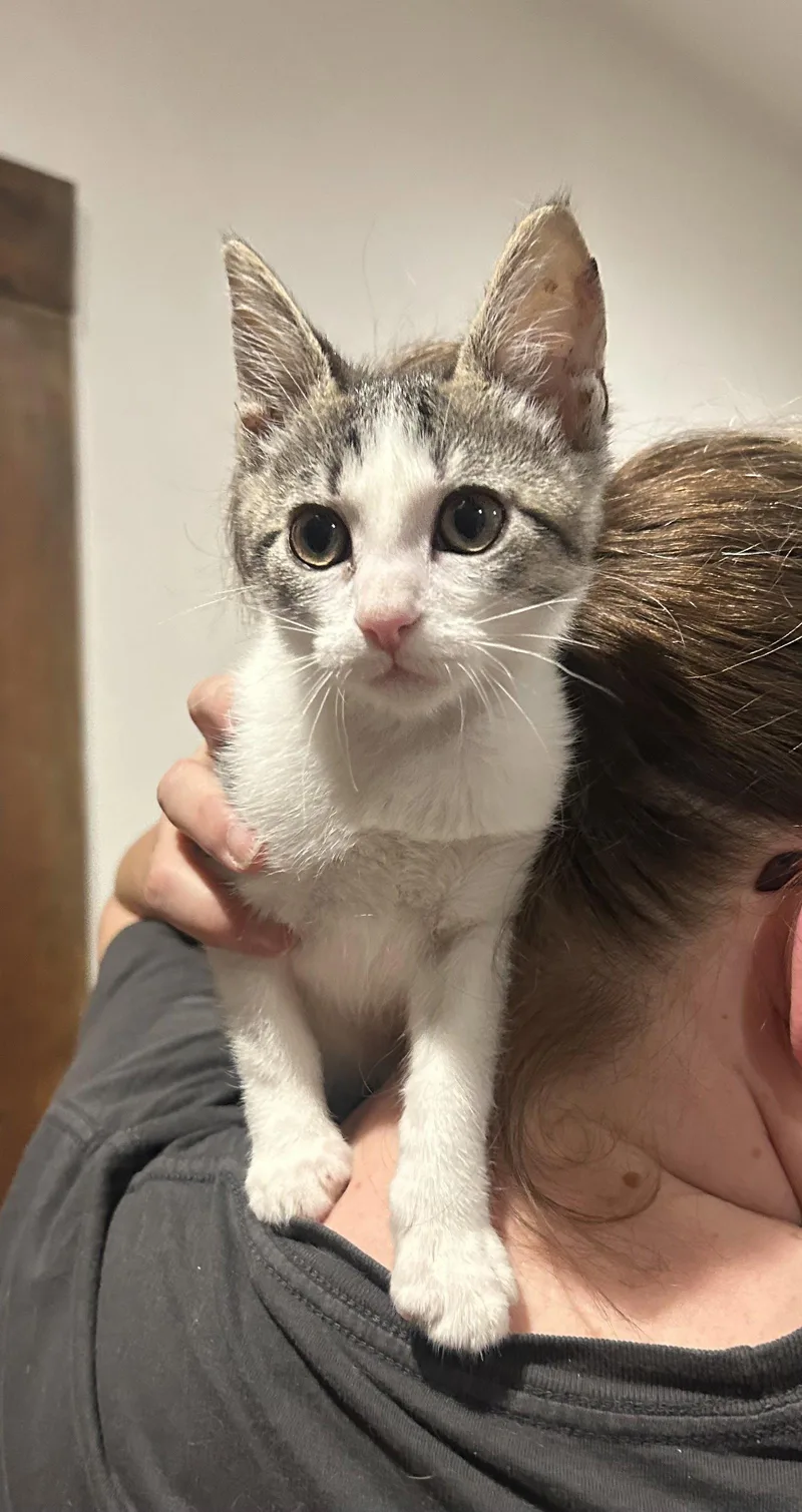 A baby medium-sized male Tabby cat named Toni Napa for adoption in Napa, CA