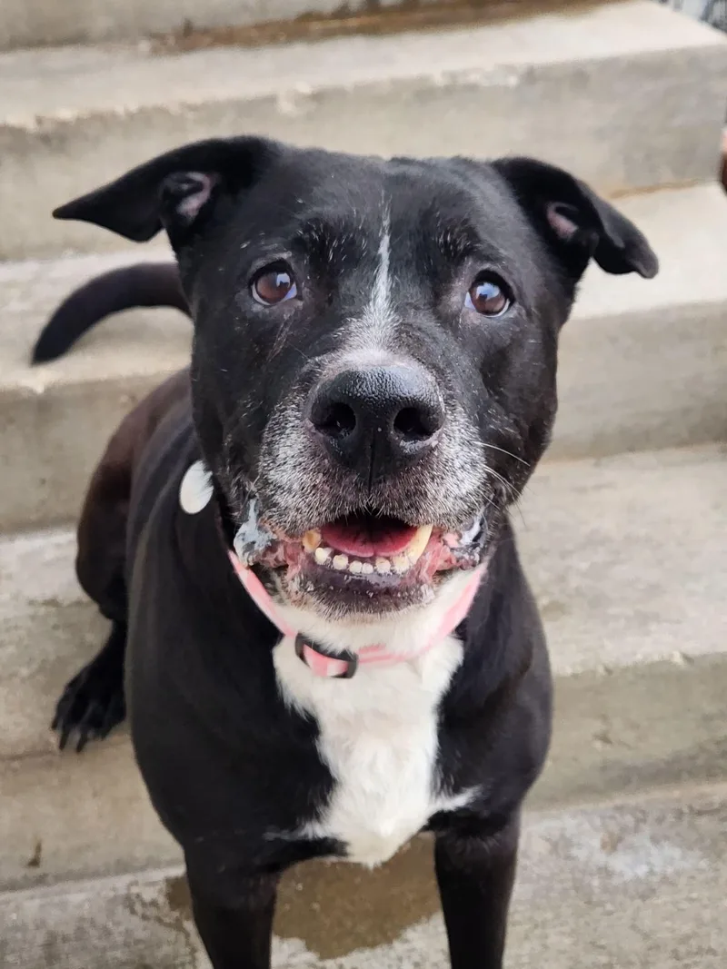 An adult medium-sized female Black Labrador Retriever dog named Vivi for adoption in La Salle, IL