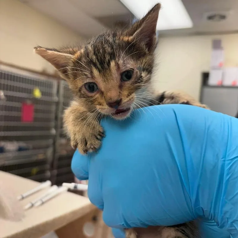 A baby small-sized female Torbie Domestic Short Hair cat named Misty for adoption in Bastrop, TX