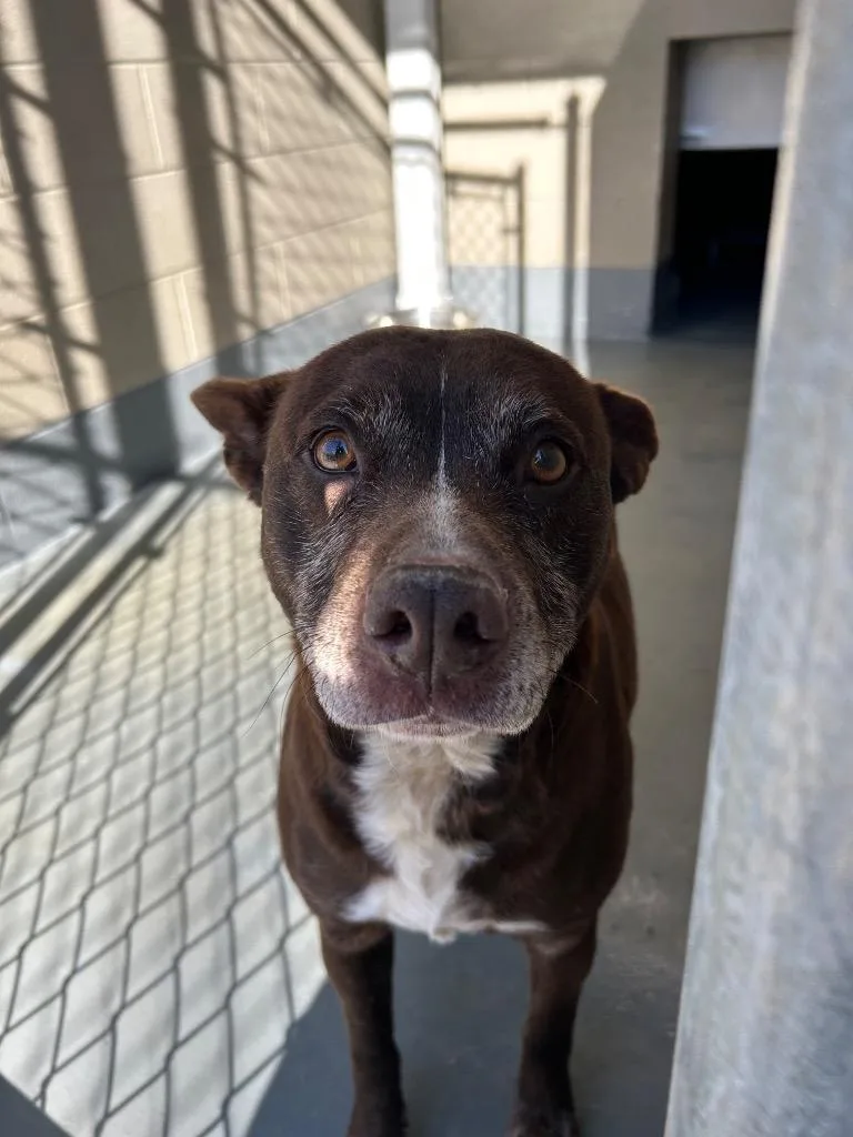 An adult medium-sized female Pit Bull Terrier dog named Joppy for adoption in Johnson City, TN