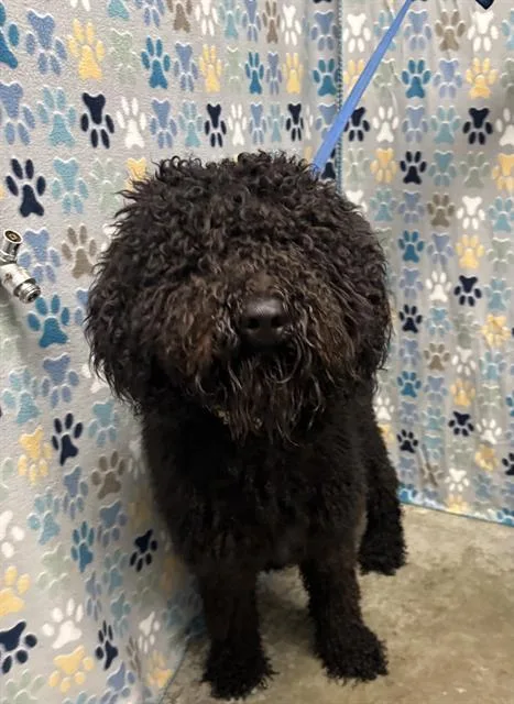 A young large-sized male Poodle dog named Shaggy for adoption in Rosenberg, TX