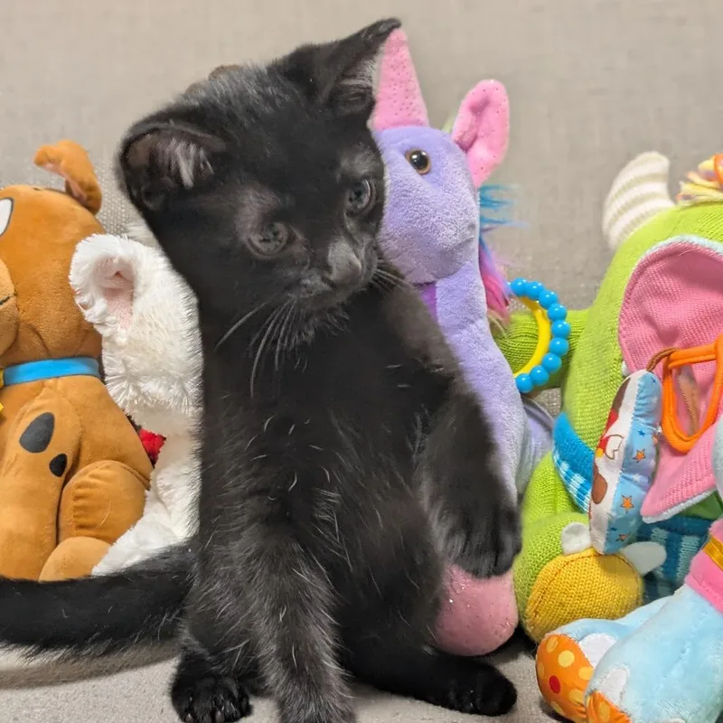 A baby small-sized female Black Domestic Short Hair cat named Jesse for adoption in Reisterstown, MD