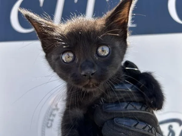 A baby small-sized female Domestic Short Hair cat named Phantom for adoption in Victorville, CA