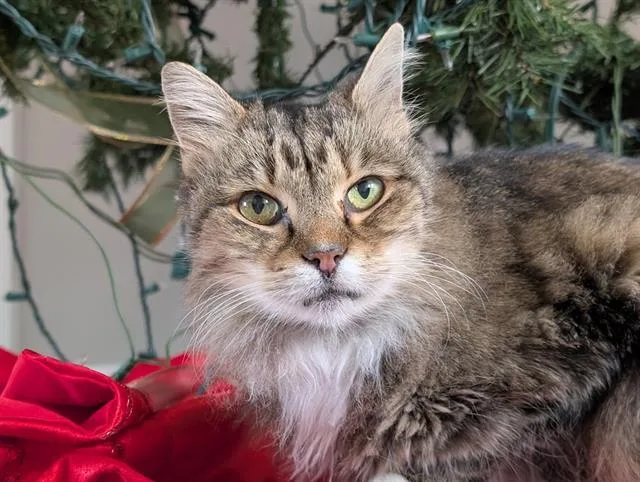 A senior medium-sized female Domestic Medium Hair cat named Whisper for adoption in Haw River, NC