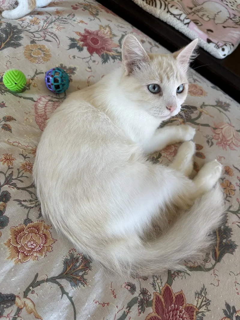 A young medium-sized female Buff & White Domestic Long Hair cat named Pearl Napa for adoption in Napa, CA