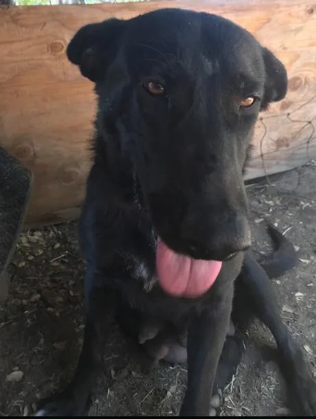 Josephine  Medium Black