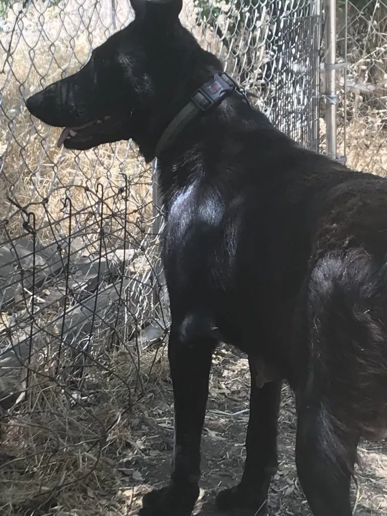 Josephine  Medium Black thumbnail 2