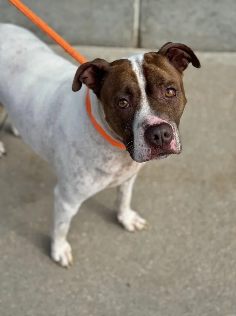 An adult large-sized male White / Cream Pit Bull Terrier dog named Merlin for adoption in Benton Harbor, MI