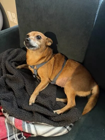 An adult small-sized female Chihuahua dog named Lizzie for adoption in Morton Grove, IL